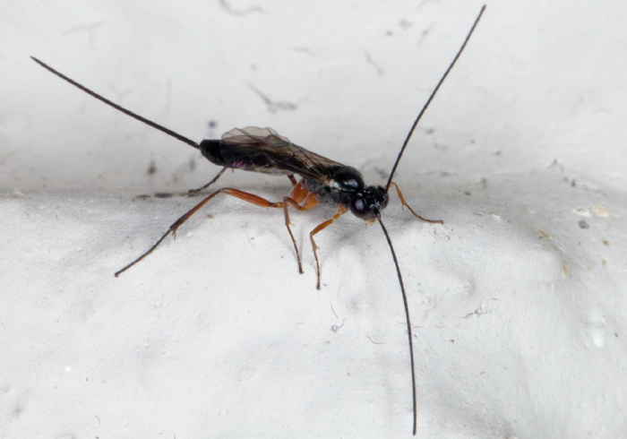 Lissonota sp.? Ichneumonidae