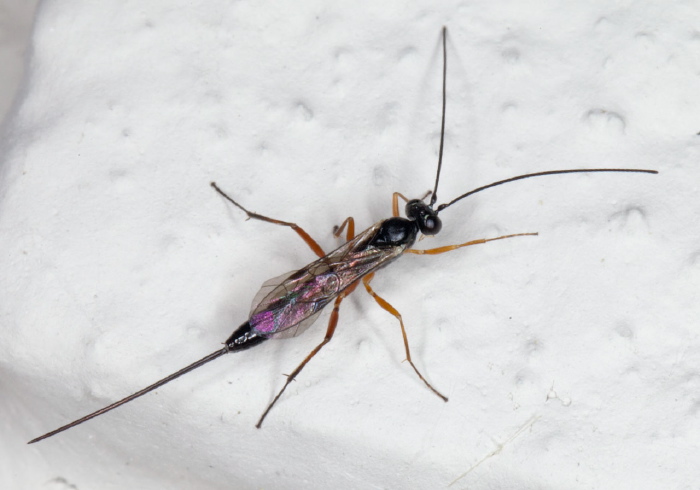 Lissonota sp.? Ichneumonidae