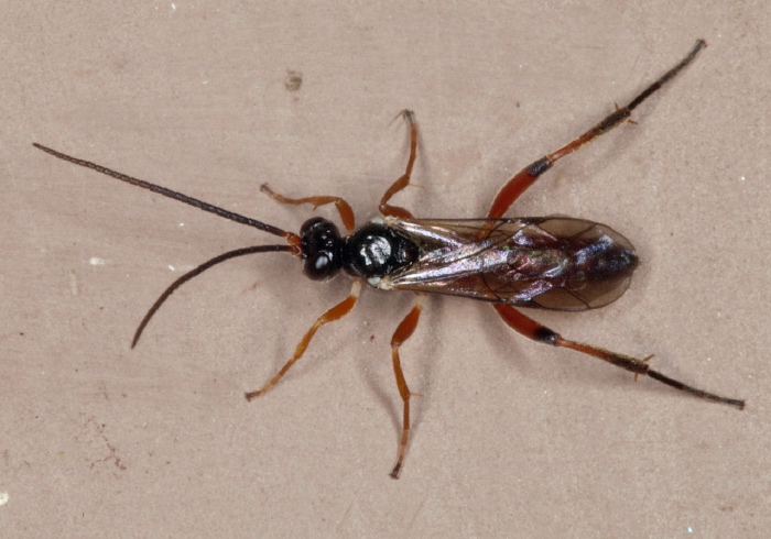   Ichneumonidae