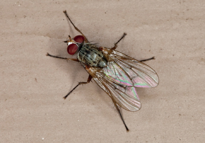 Eutrichota affinis Anthomyiidae