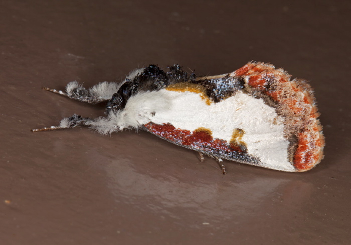 Eudryas unio Noctuidae