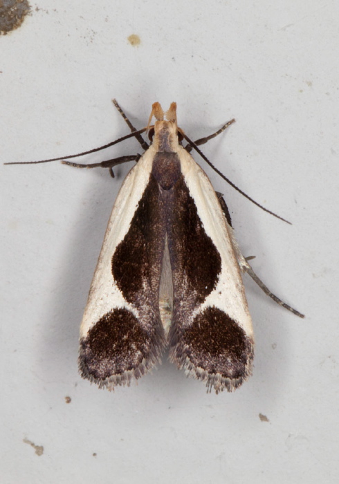 Dichomeris flavocostella Gelechiidae