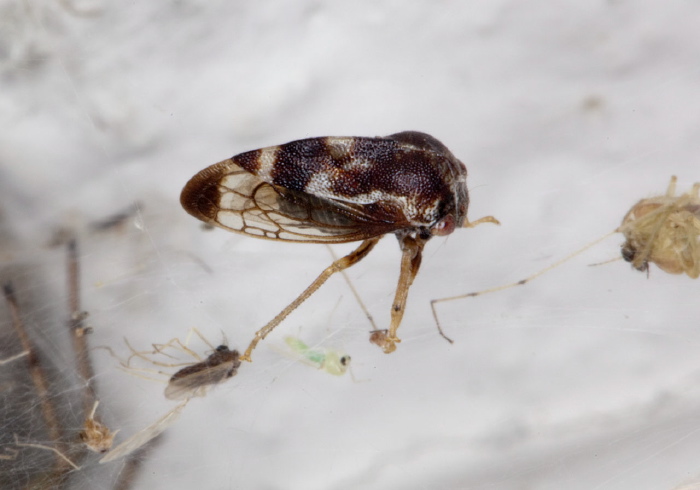 Xantholobus muticus Membracidae