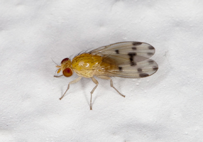 Homoneura sp. Lauxaniidae