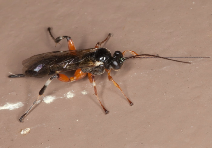 Pimpla sp. Ichneumonidae