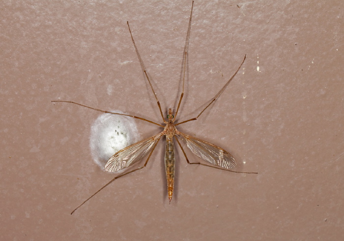 Tipula (Lunatipula) duplex Tipulidae