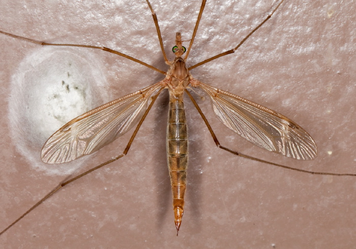 Tipula (Lunatipula) duplex Tipulidae