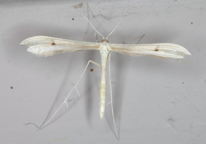 Hellinsia paleaceus? Pterophoridae