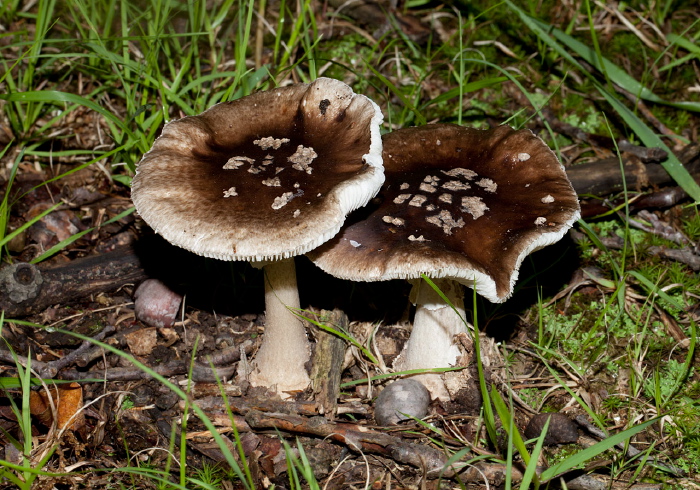 Amanita sp. Pluteaceae