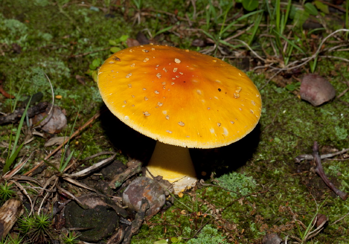 Amanita flavoconia? Pluteaceae