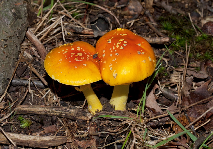 Amanita flavoconia? Pluteaceae