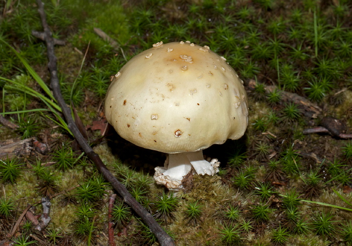 Amanita sp. Pluteaceae