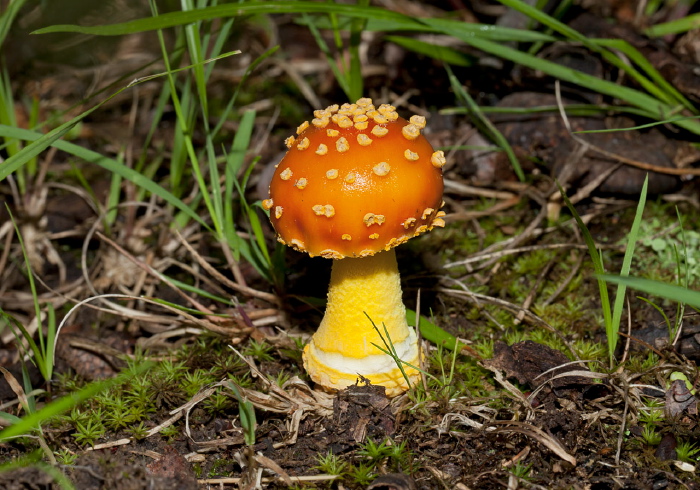 Amanita flavoconia? Pluteaceae