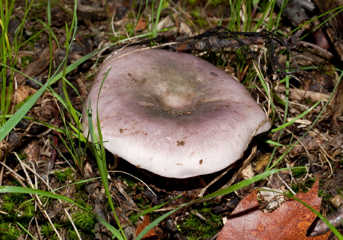   Russulaceae