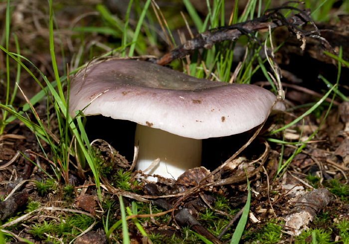   Russulaceae