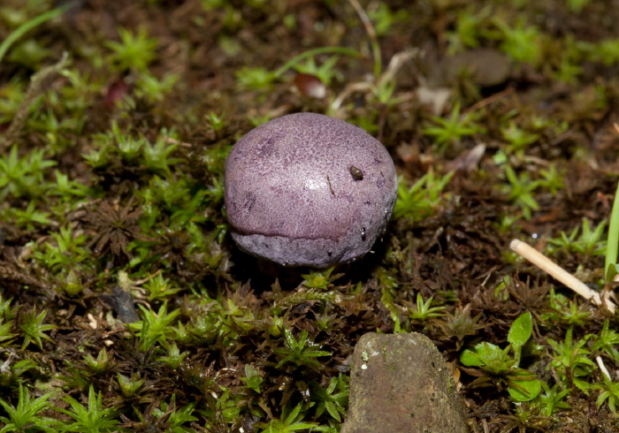   Russulaceae