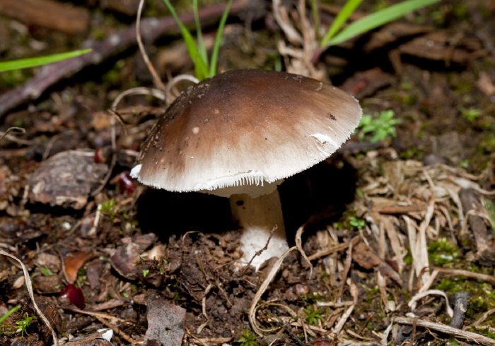 Amanita sp.? Pluteaceae