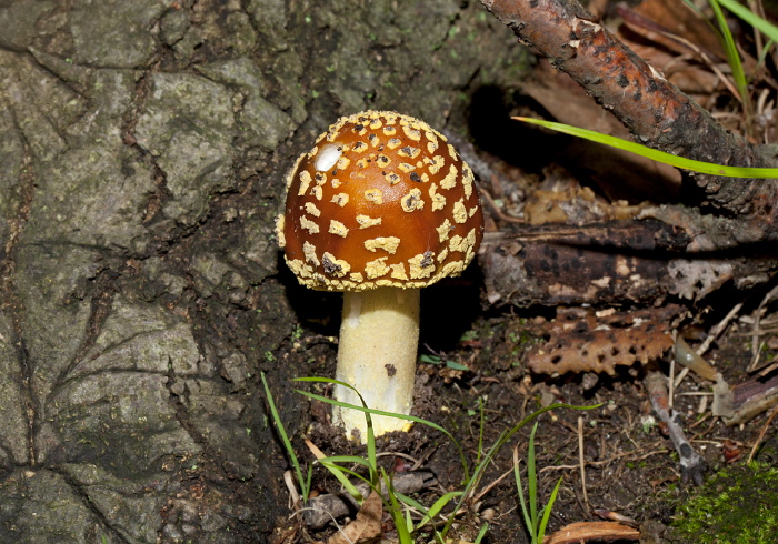 Amanita flavoconia? Pluteaceae