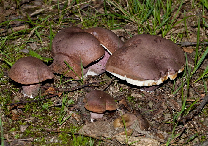 Tylopilus indecisus?  