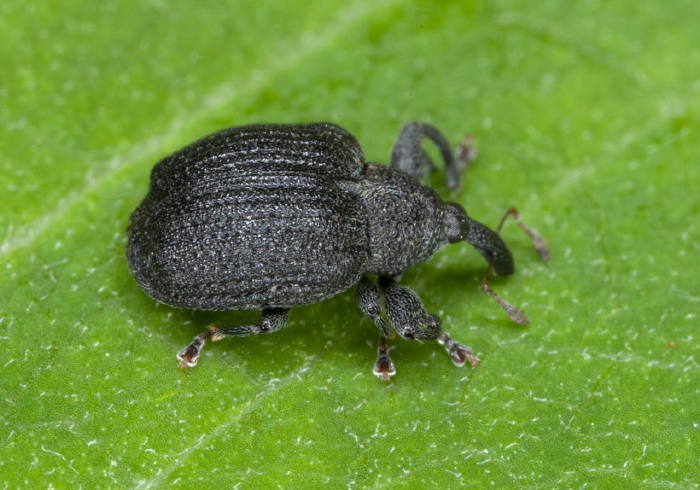 Odontopus calceatus Curculionidae