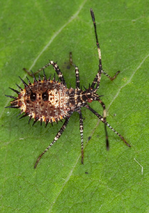 Euthochtha galeator Coreidae