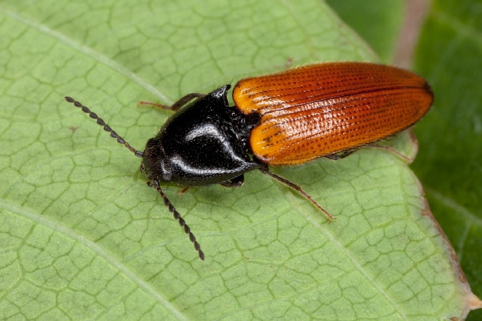 Ampedus sanguinipennis Elateridae