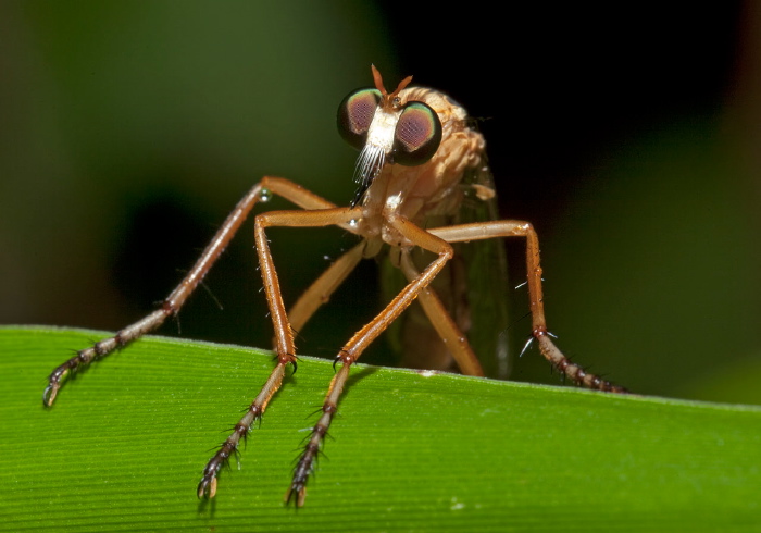 Diogmites neoternatus Asilidae