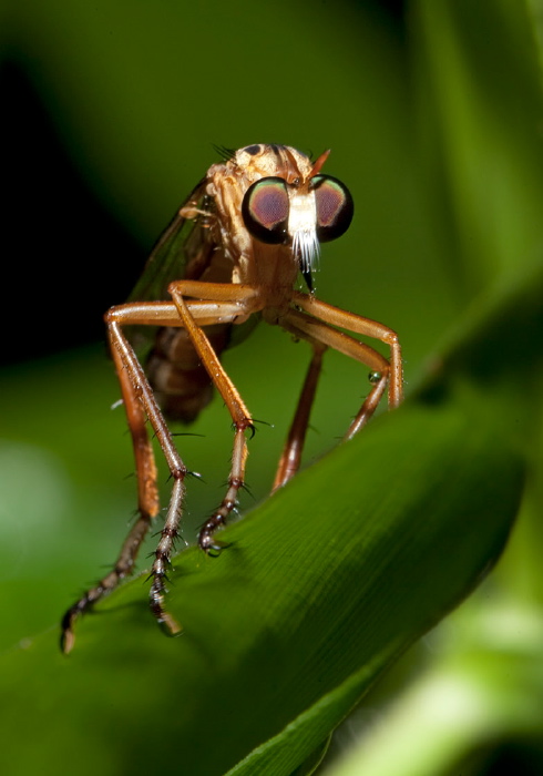 Diogmites neoternatus Asilidae