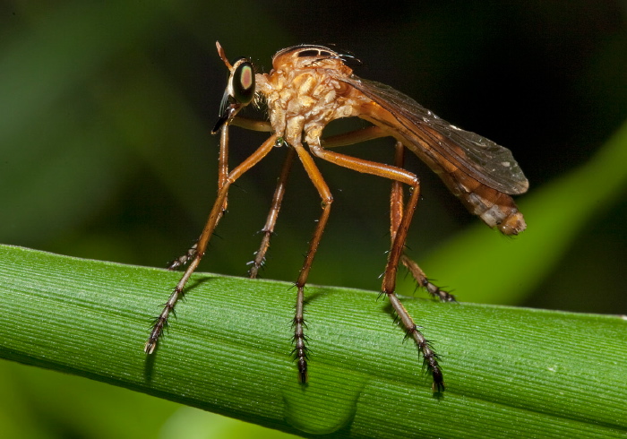 Diogmites neoternatus Asilidae