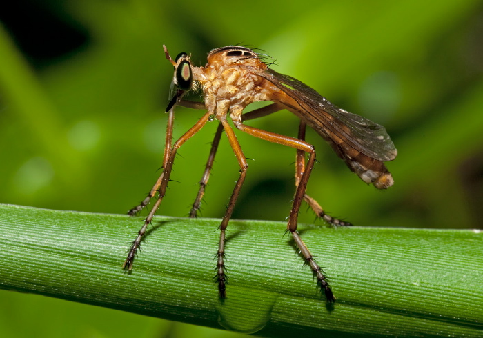 Diogmites neoternatus Asilidae