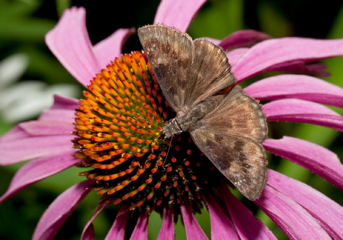 Erynnis baptisiae? Hesperiidae