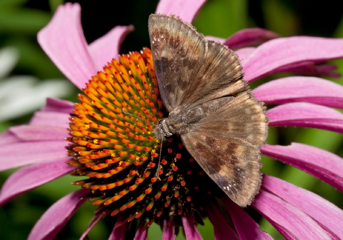 Erynnis baptisiae Hesperiidae