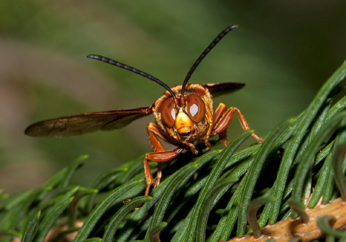 Sphecius speciosus Crabronidae