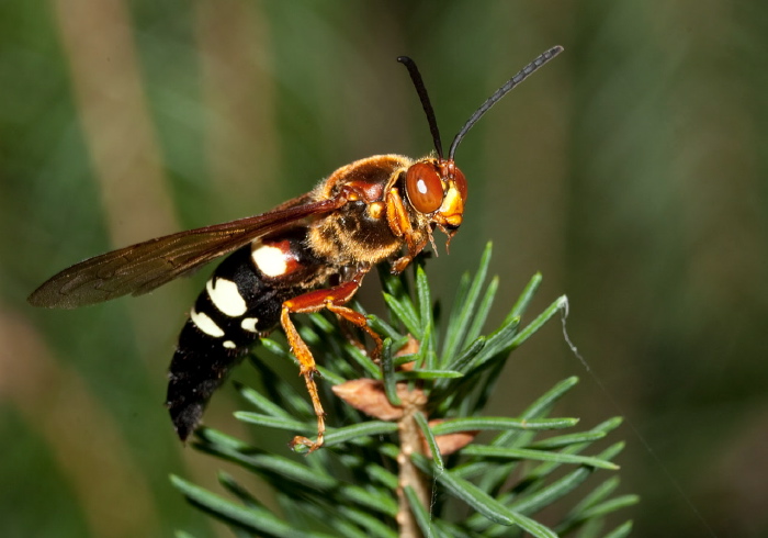 Sphecius speciosus Crabronidae