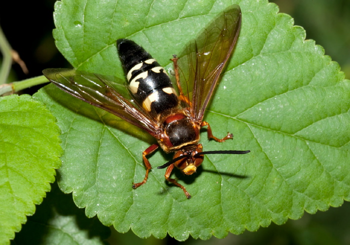 Sphecius speciosus Crabronidae