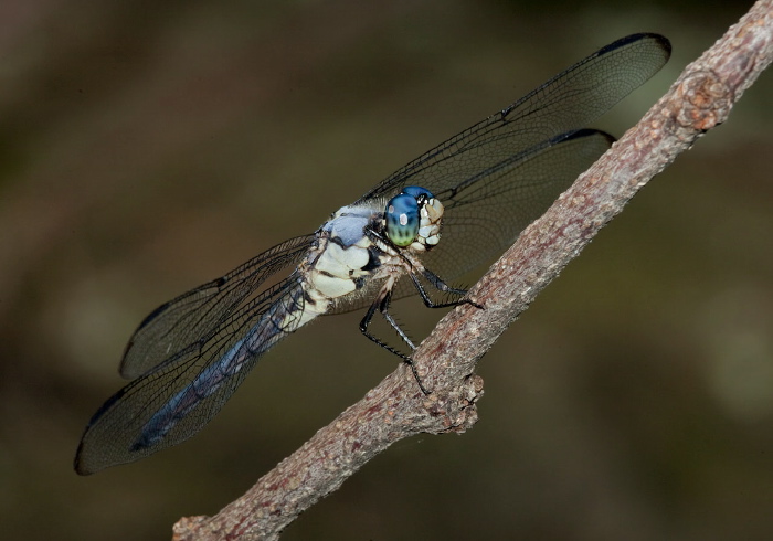 Libellula vibrans Libellulidae