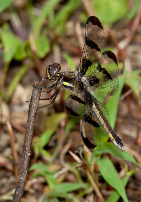 Libellula lydia Libellulidae