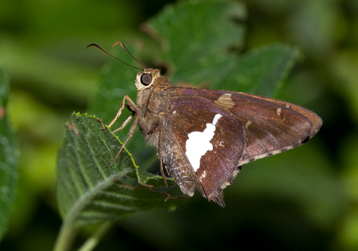 Epargyreus clarus Hesperiidae