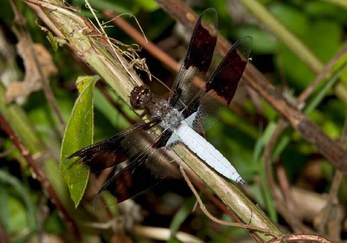 Libellula lydia Libellulidae