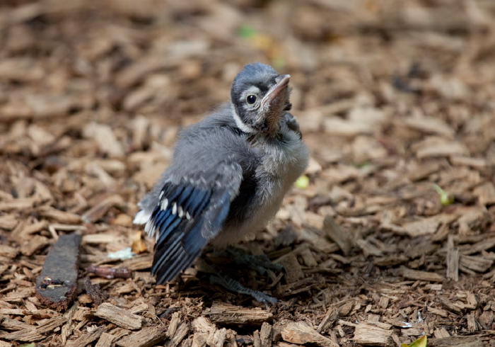 Cyanocitta cristata Corvidae