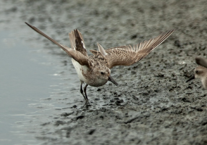 Calidris pusilla Scolopacidae