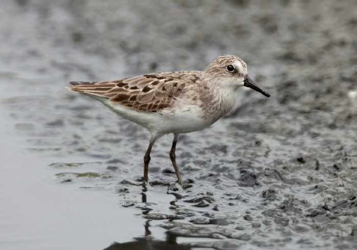 Calidris pusilla Scolopacidae