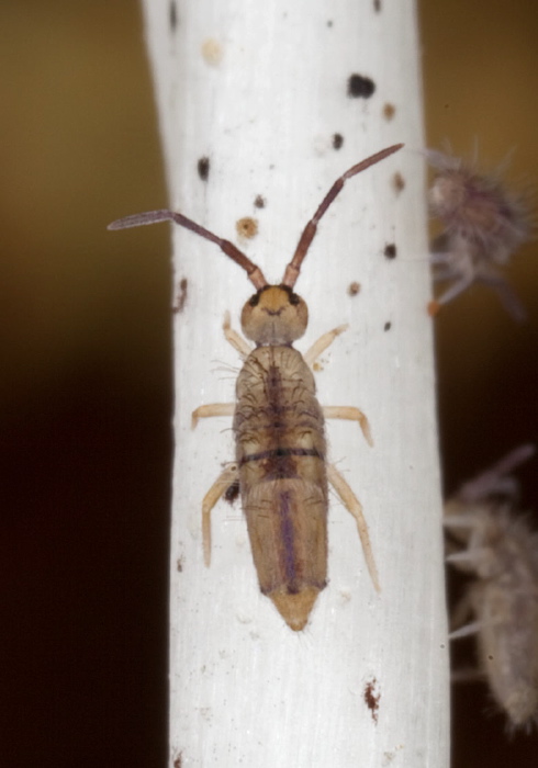 Entomobrya unostrigata Entomobryidae