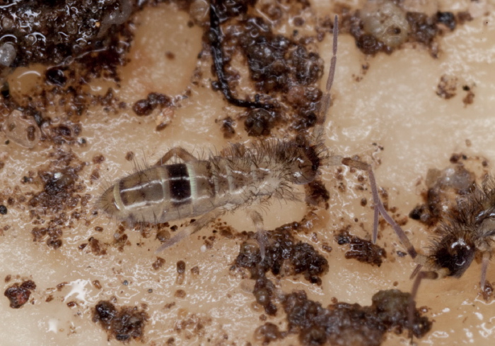 Orchesella cincta Entomobryidae