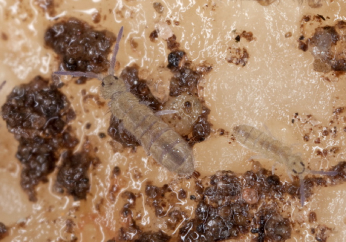 Isotoma viridis Isotomidae