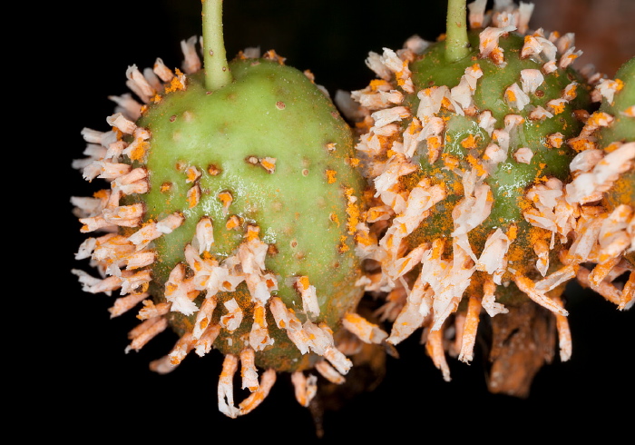 Gymnosporangium clavipes Pucciniaceae