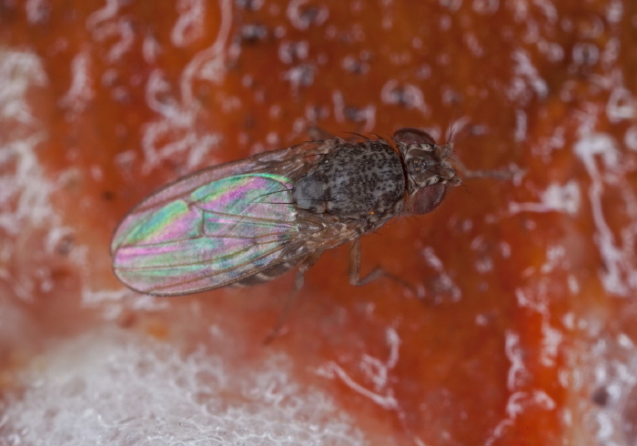 Drosophila melanica species group Drosophilidae