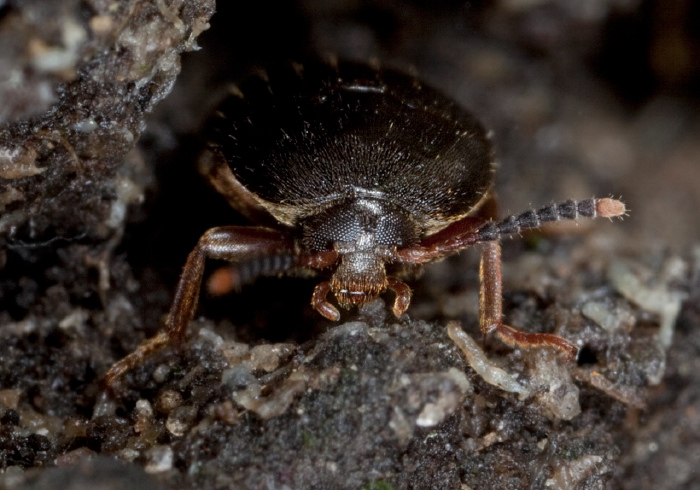 Eustrophopsis bicolor Tenebrionidae