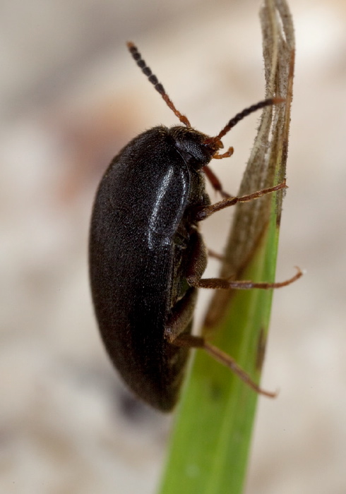 Eustrophopsis bicolor Tenebrionidae