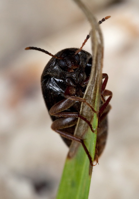 Eustrophopsis bicolor Tenebrionidae